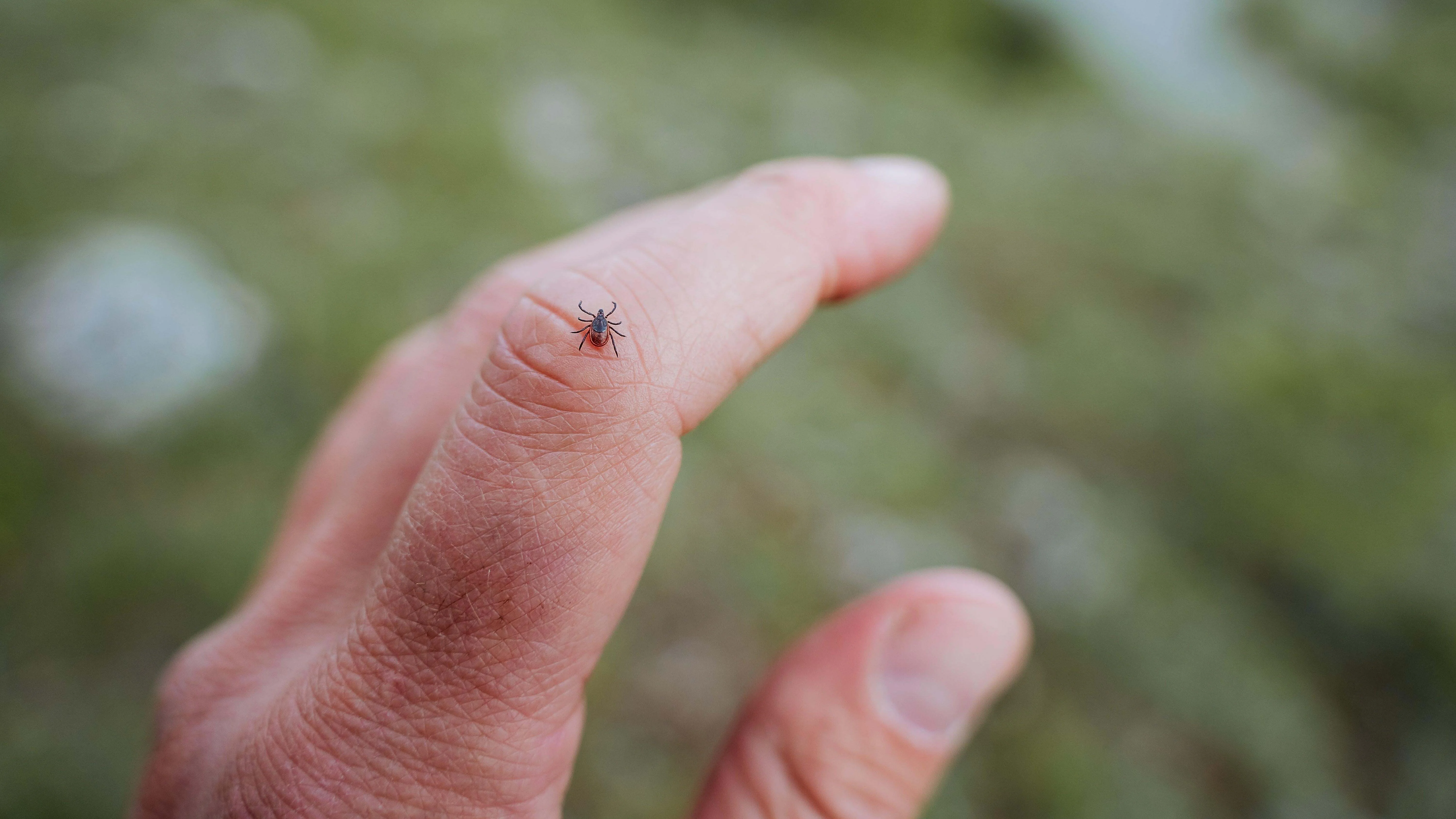 Key Pitfalls to Avoid When Assessing for Ticks